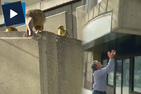 Mahsur kalan yavru ördekleri annelerine böyle kavuşturdu