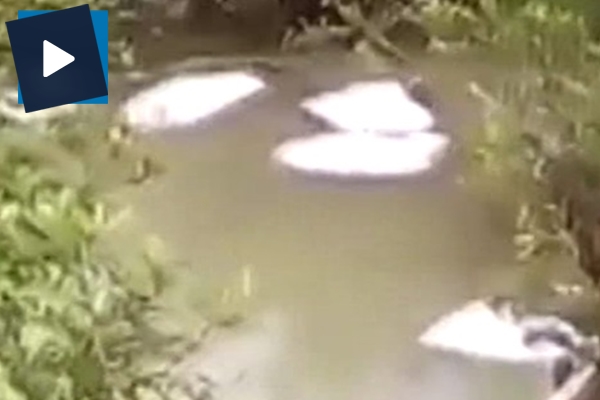 Arakan’da korkunç görüntü: Cesetler su yüzeyine çıktı!