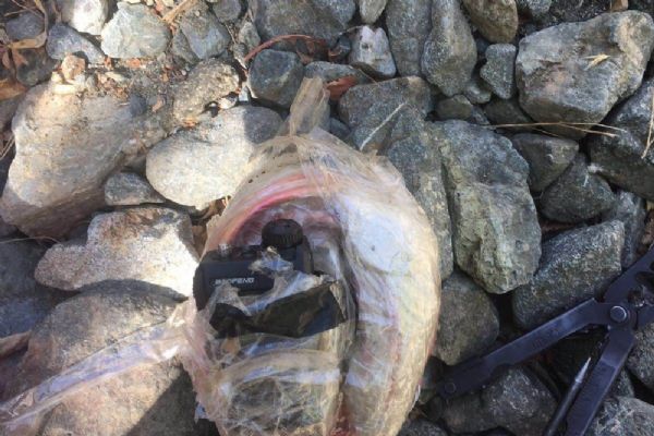 Hakkari'de teröristlerin tuzakladığı patlayıcı imha edildi