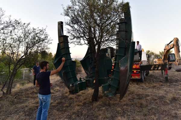 ODTÜ'deki ağaçlar naklediliyor