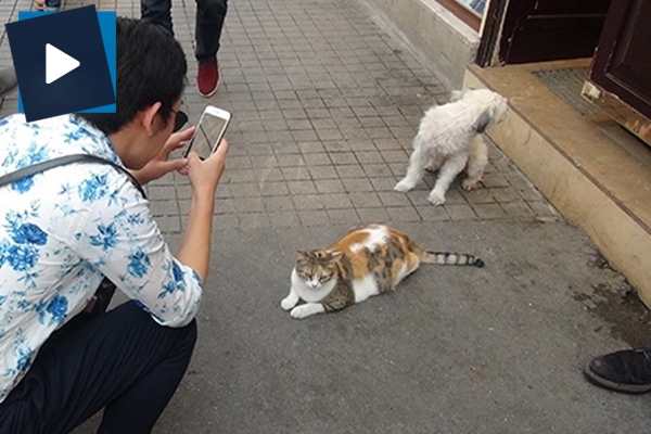 Kedi ve köpeğin dostluğu görenleri hayrete düşürdü