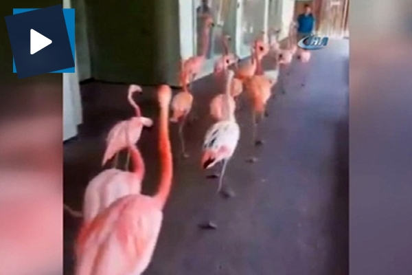 Tampa’da flamingolar tahliye ediliyor