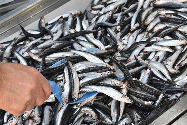 Hamside beklenen olmadı