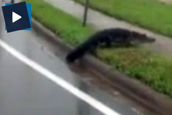 Sokaklar timsahlara kaldı!