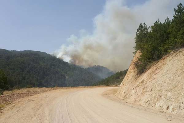 Kütahya'da orman yangını