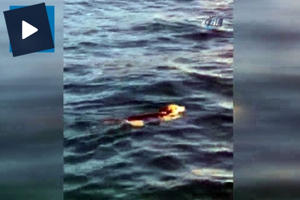 Köpek 'Bobby'nin boğaz keyfi