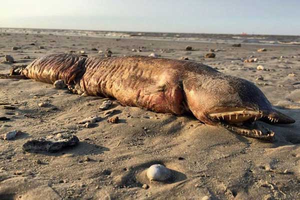 ABD'de kasırga, gizemli yaratığı kıyıya vurdu