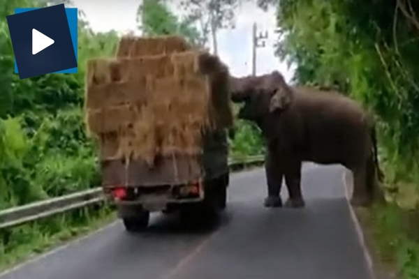 Fil kamyondan saman balyasını çaldı