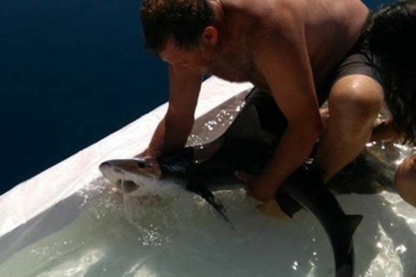 Balıkesir'de 21 köpek balığı ile 11 vatoz denize bırakıldı