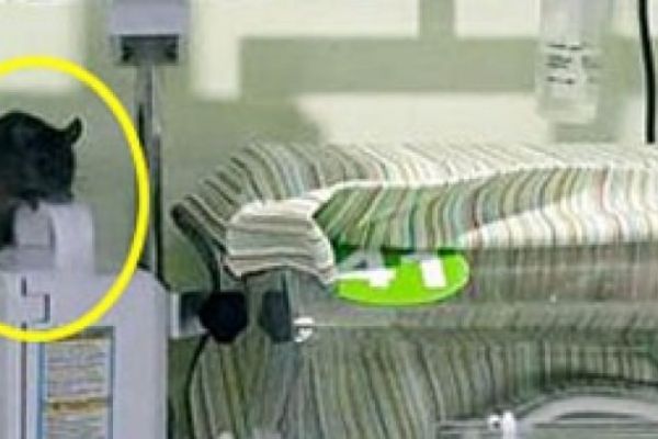 Şanlıurfa'da Skandal! Yeni doğan bebeklerin arasında fare