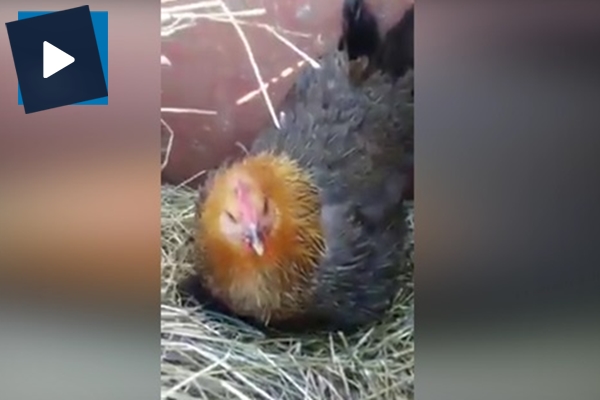 Kuluçkadaki yavruları görenler şok oldu