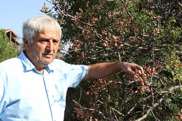 Karabük'te ağaçlara yapılan aşılamayla Antep fıstığı üretiliyor