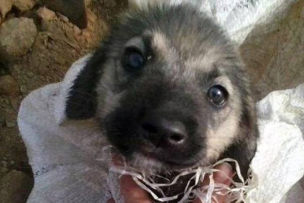 Antalya'da yavru köpeği çuvala koyup ölüme terk ettiler!