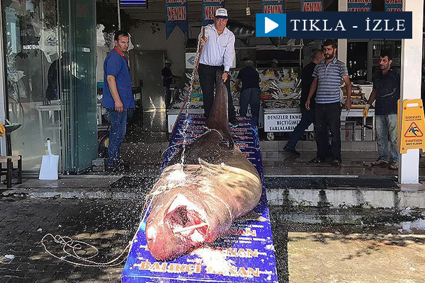 Marmara Denizi'nde 1,2 tonluk köpek balığı