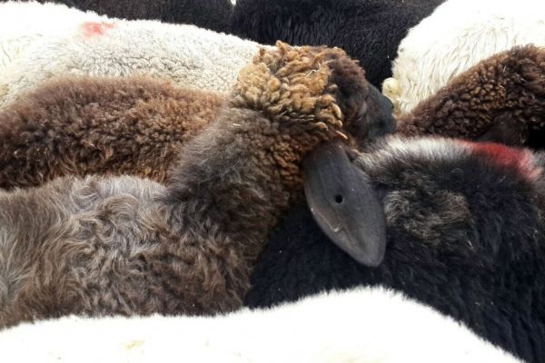 Mersin'de sahte parayla 46 koyun aldı