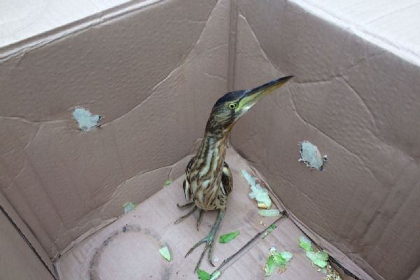 Konya'da otomobilin kaportasında bulundu: Nesli tükenmek üzere!