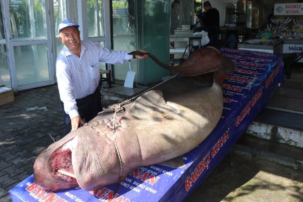 Marmara Denizi'nde 1 ton 200 kiloluk köpek balığı yakalandı