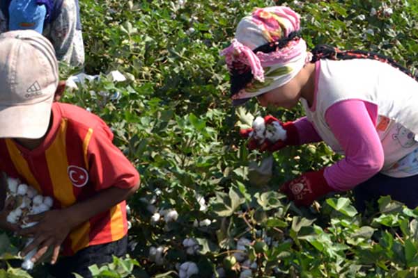'Çocuk' tarım işçileri 400 binden fazla