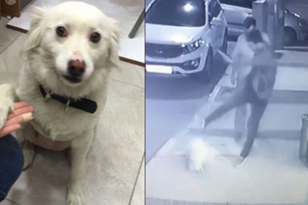 Kaldırımdaki köpeğe tekme atan kişi yakalandı
