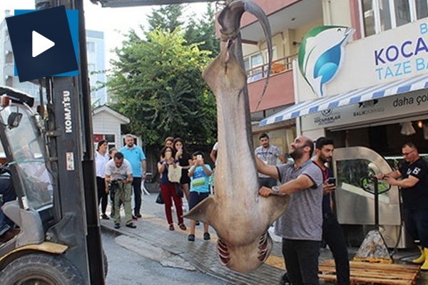 Marmara'dan 2 adet köpek balığı çıktı