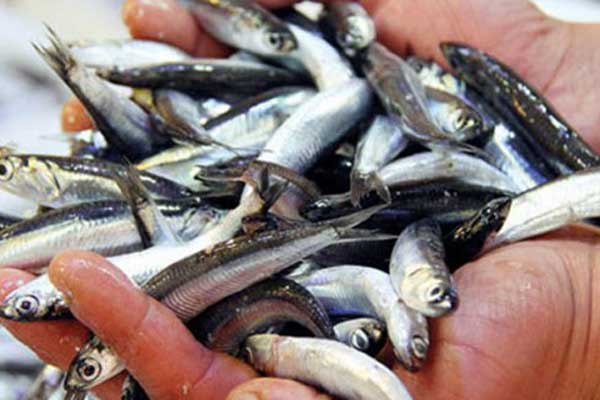 Marmara'da hamsinin fiyatı düştü