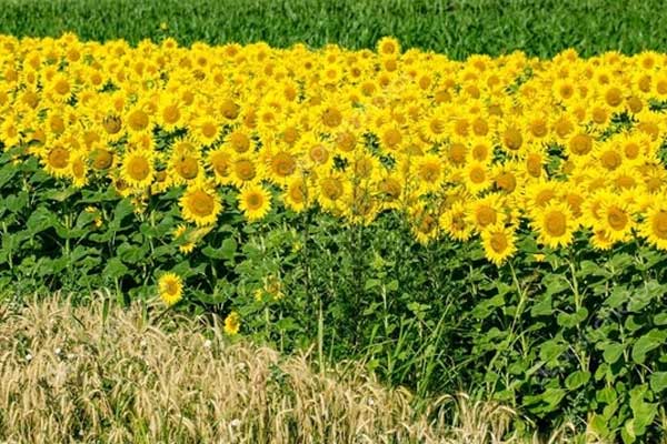 Hatay'da tarım ürünlerine yasaklama