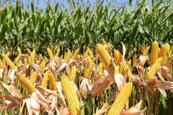 Sınırda mısır ve ayçiçeği ekimi yasaklandı