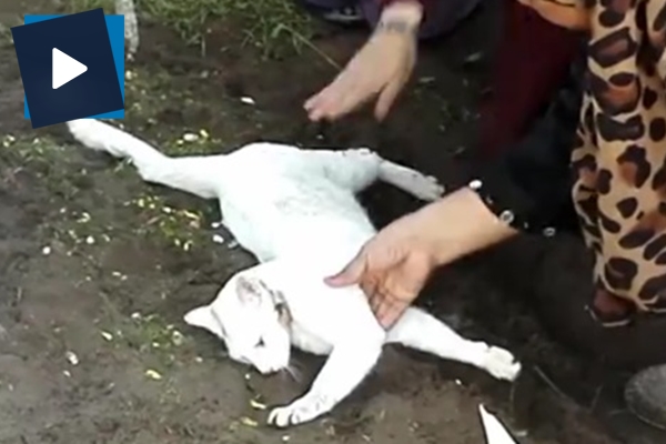 Ölen sahibinin mezarını kazmaya çalışan kedi