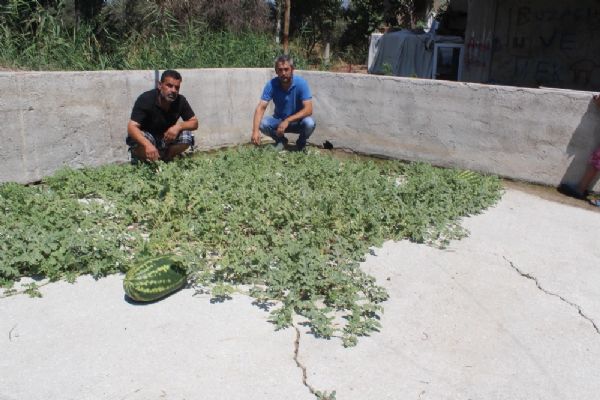 İzmir'de beton çatlaklarından karpuz çıktı