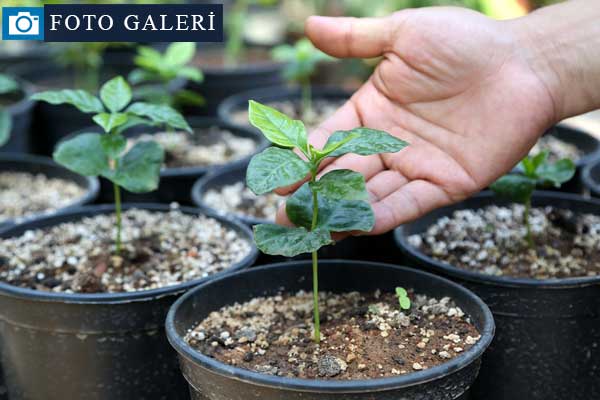 Kahve artık Toroslar'dan gelecek