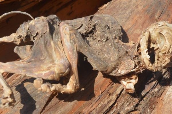 500 yıllık ağacın altında bulundu