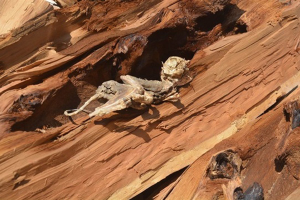 500 yıllık ağaçtan öyle bir şey çıktı ki!