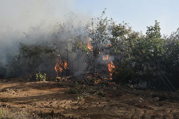 Eskişehir'de orman yangını