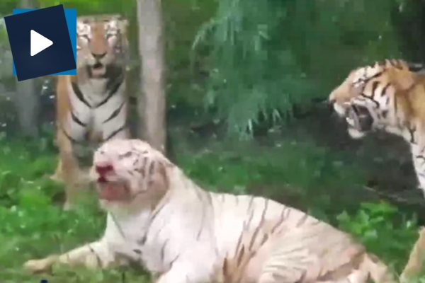 Bengal kaplanları beyaz kaplana böyle saldırdı