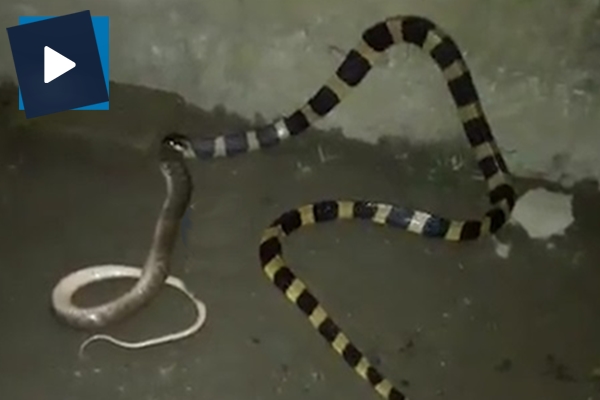 Aç yılan başka bir yılanı işte böyle yedi!