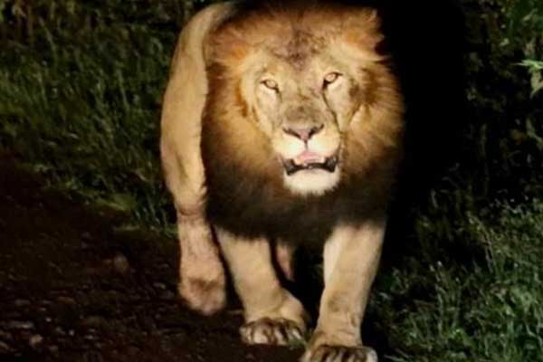 Etiyopya aslanı doğada ilk kez görüntülendi
