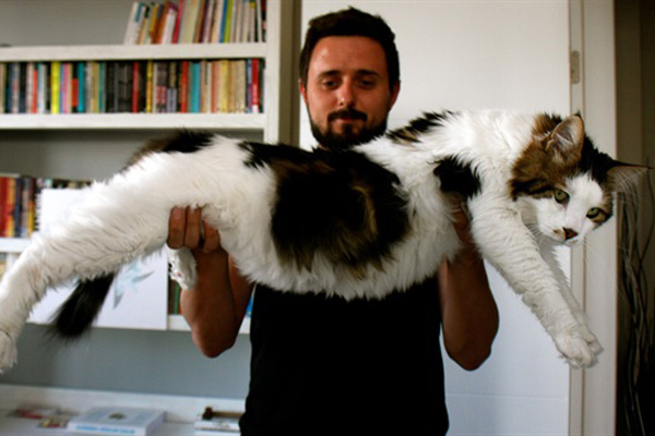 Kilosuyla görenleri şaşırtan kedi