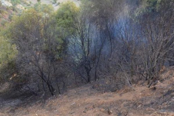 Didim'de makilik yangını