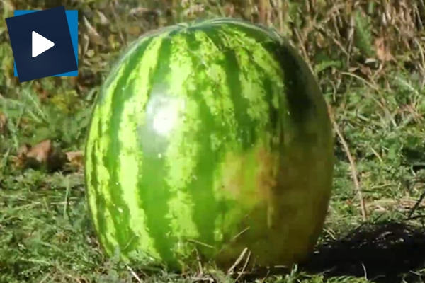 Karpuzun içine sodyum attılar!