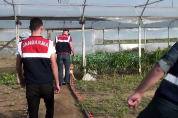 İstanbul'da organik tarım adı altında Hint keneviri yetiştirmişler!