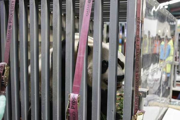 Çin’in diplomat pandaları Endonezya’da