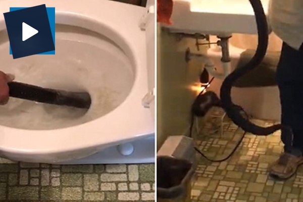 Dev yılanı klozetten böyle çıkardılar