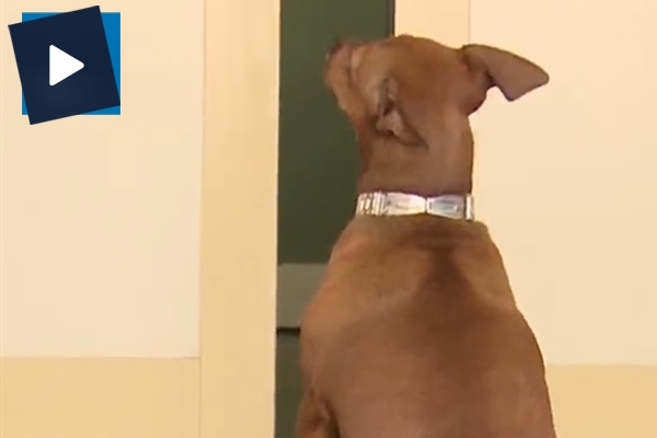 Sahibini acil kapısında saatlerce bekledi