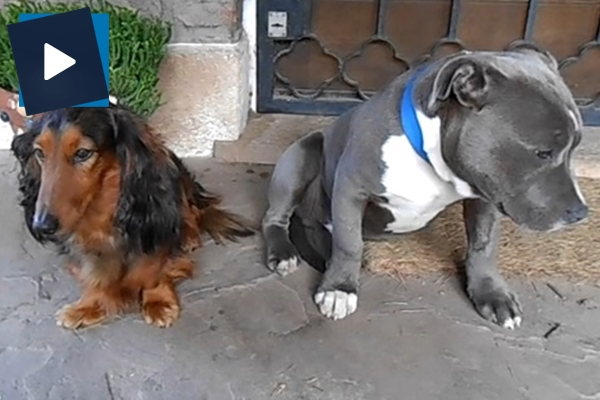 Sahibinden azar işitirken yerin dibine giren köpekler