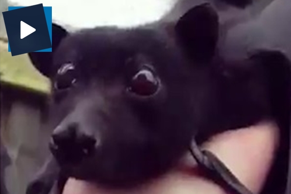 Böyle yarasa görülmedi: Kendisini sevdirmekten zevk alıyor