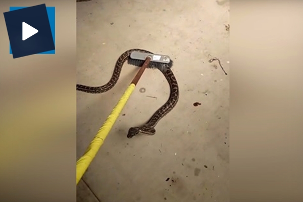 Cesur kadın süpürgeyle iki pitona karşı!