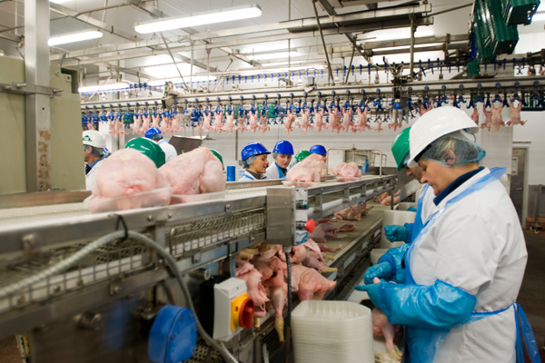 İngiltere'de 'tavuk eti' skandalı