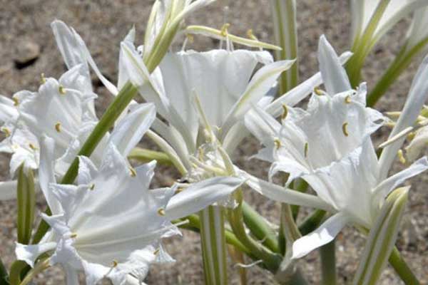 Likya kum zambaÄı ile ilgili görsel sonucu