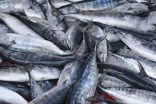 Palamut balıkçıların yüzünü güldürdü