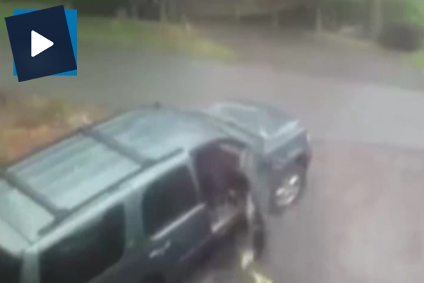 Ayılar aracın içini parçaladı